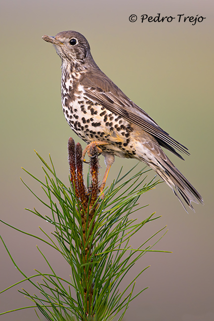 Zorzal charlo (Turdus viscivorus)